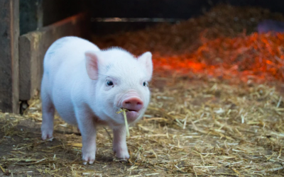 Micro Pig Mania – All you need to know!