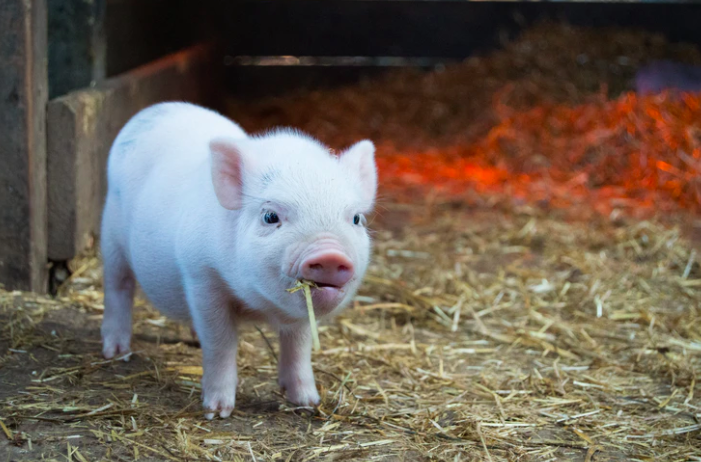 Micro Pig Mania – All you need to know!