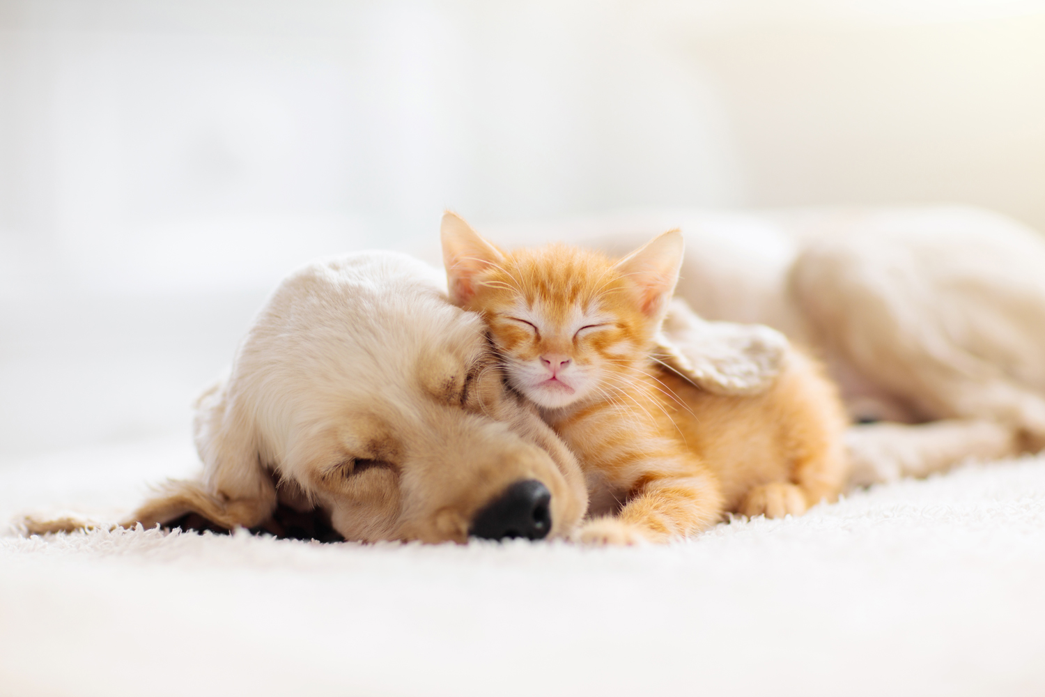 The Cutest GIF-Off EVER: Puppies Versus Kittens