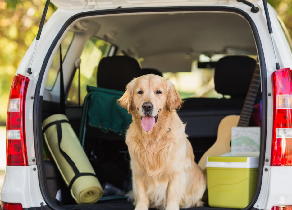 Top Tips For Travelling With Dogs