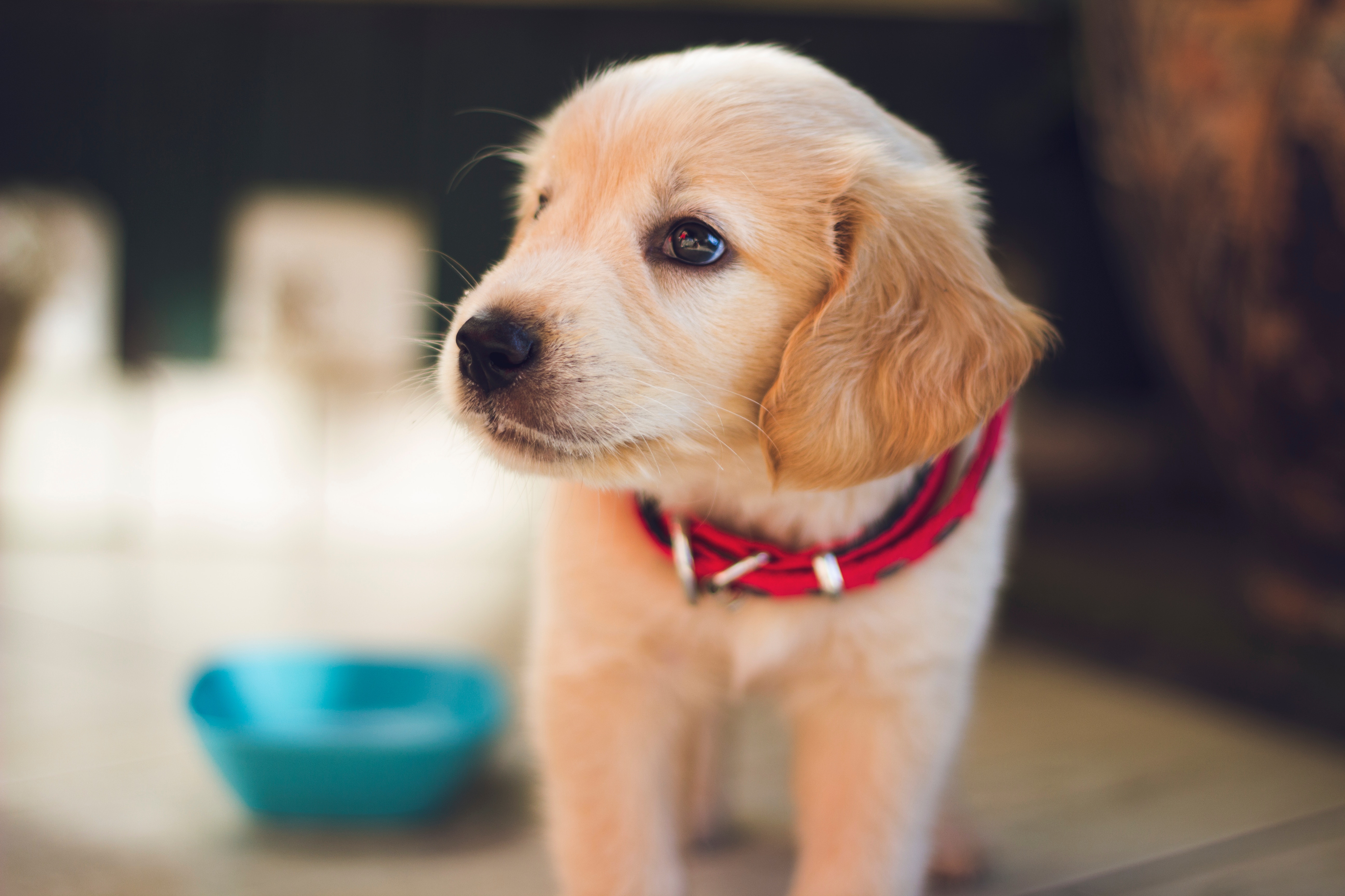 Birth cohort study (“Generation Pup”) of pet dogs is underway