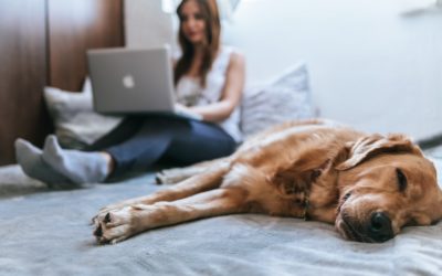 6 Expert Thoughts for Buying a Pet Online