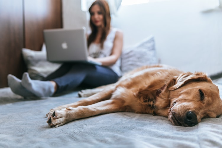 6 Expert Thoughts for Buying a Pet Online