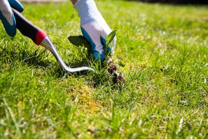 weeding a lawn 