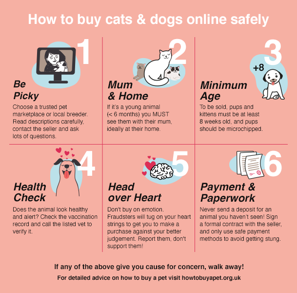 Online pet outlet purchase