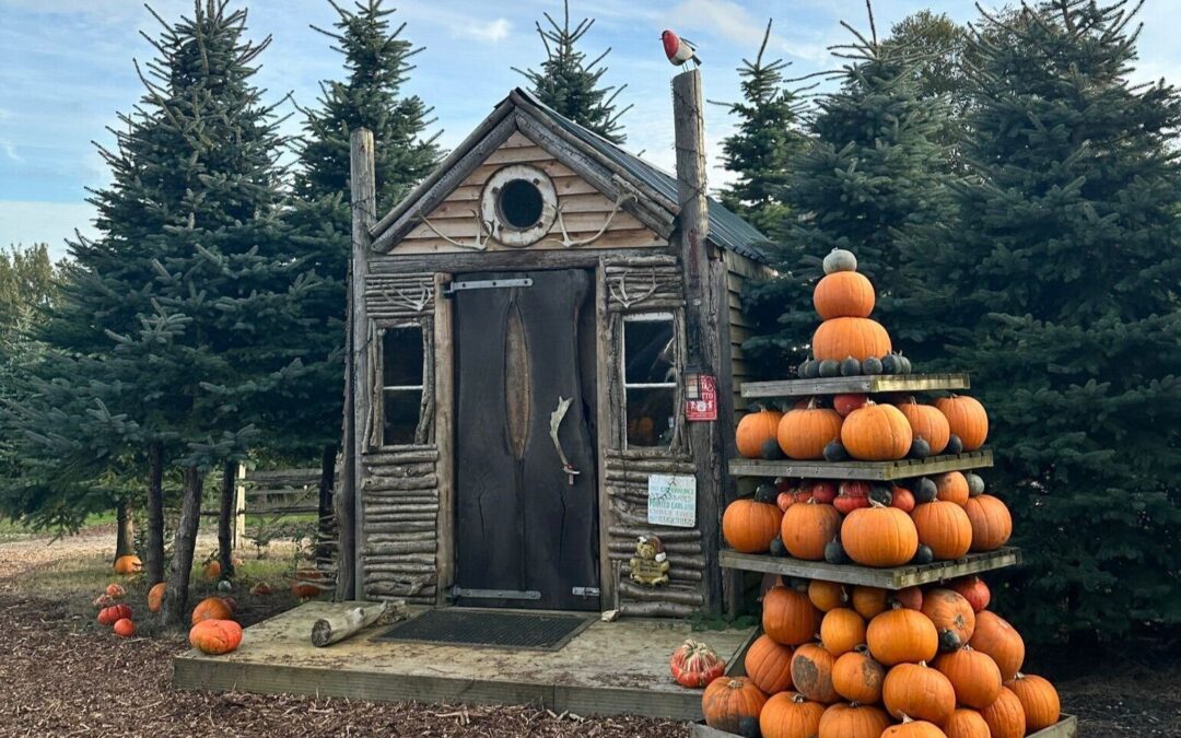 5 Pumpkin Picking Spots in Sussex for the whole family